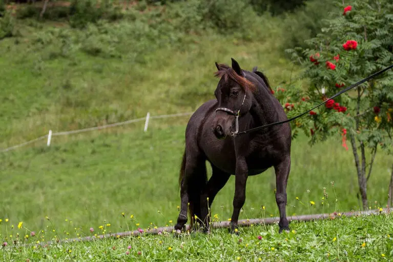 Arizona - Miniature horse breeding at Mariengut in Wagrain