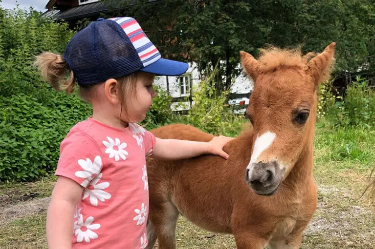 Chico - Miniature horse breeding at Mariengut in Wagrain