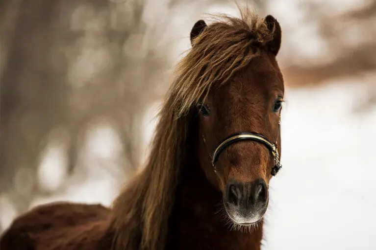 Clearwater - Miniature horse breeding at Mariengut in Wagrain