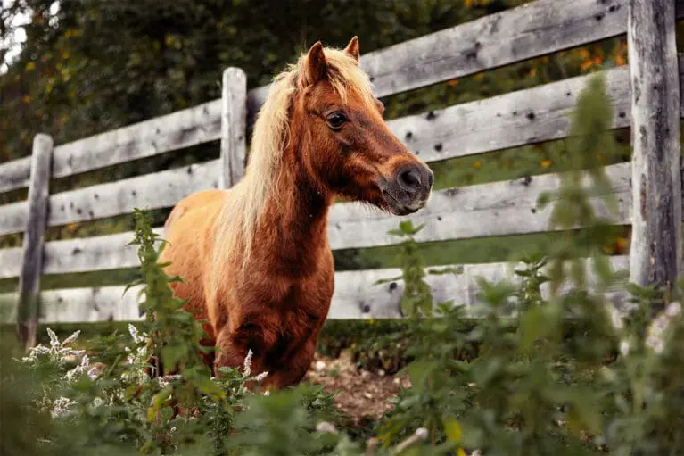 Dori - Miniature horse breeding at Mariengut in Wagrain