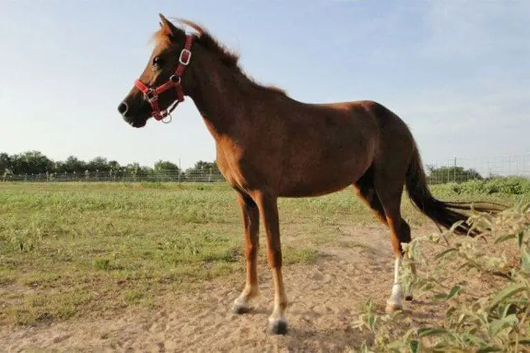 Fanny - Miniature horse breeding at Mariengut in Wagrain