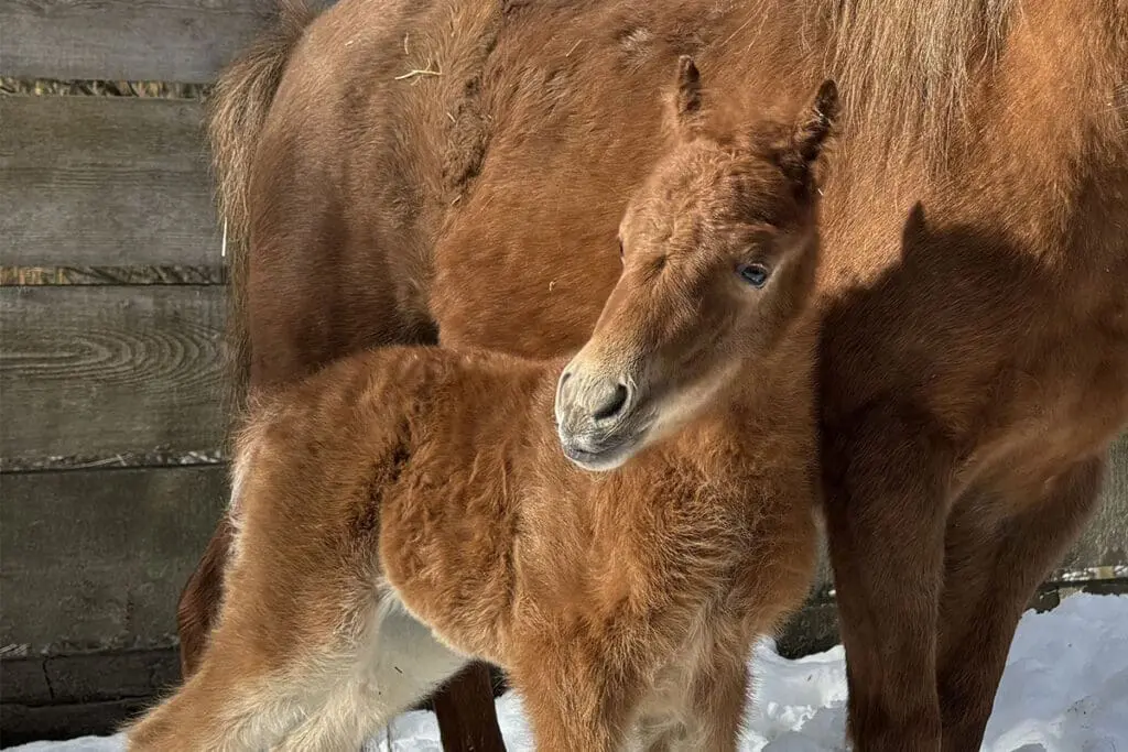 Indiana - Miniature horse breeding at Mariengut in Wagrain Indiana - Miniature horse breeding at Mariengut in Wagrain