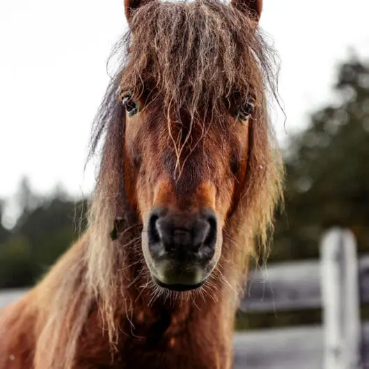Mariengut Aparthotel Wagrain Salzburg Horse breeding 1