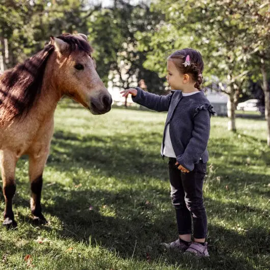 Miniature horse breeding - Aparthotel Mariengut in Wagrain