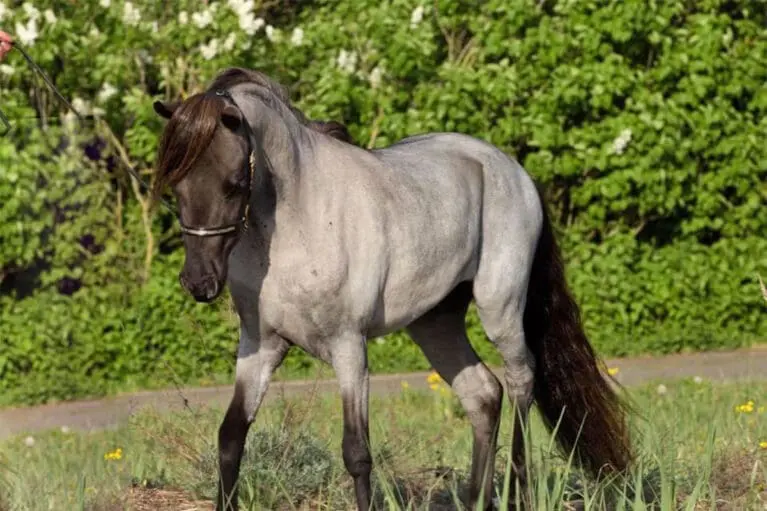 Monti - Miniature horse breeding at Mariengut in Wagrain