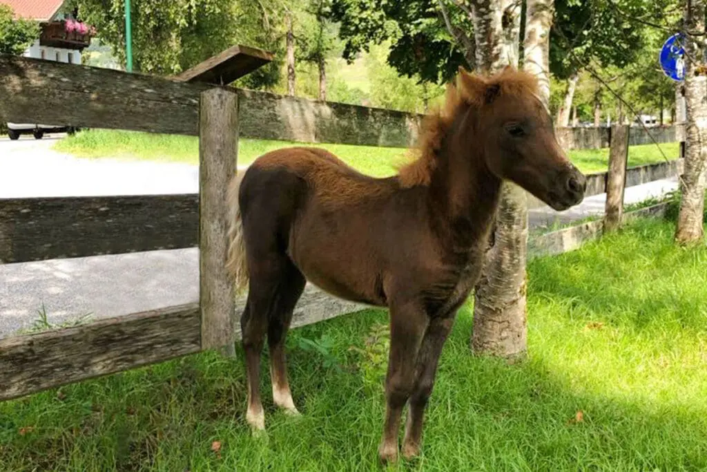 Olympia - Miniature horse breeding at Mariengut in Wagrain