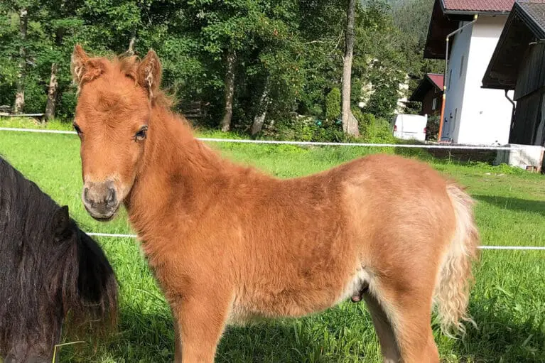 Orange - Miniature horse breeding at Mariengut in Wagrain