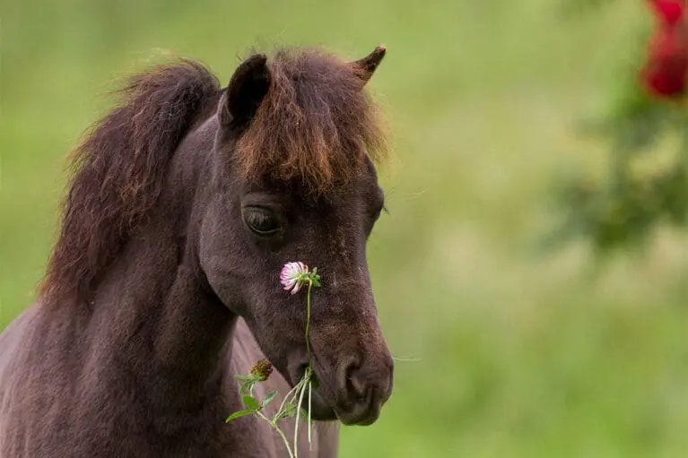 Rosi - Miniature horse breeding at Mariengut in Wagrain