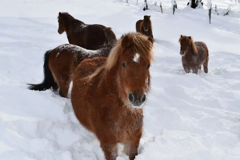 Virginia - Miniature horse breeding at Mariengut in Wagrain