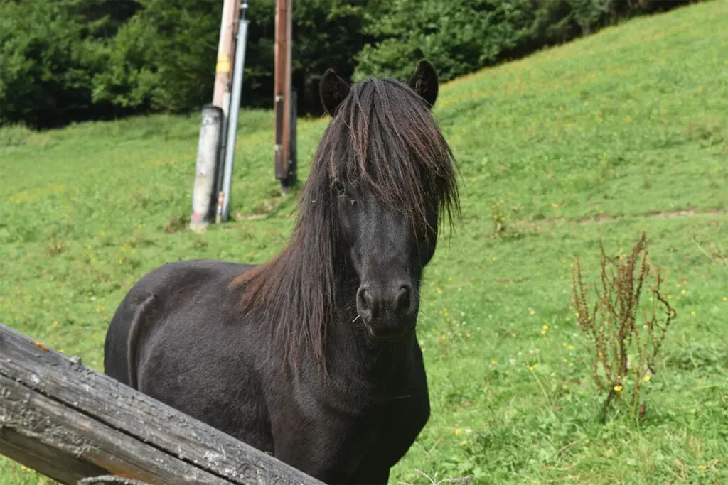 Knoxville - Miniaturpferdezucht am Mariengut in Wagrain Knoxville - Miniaturpferdezucht am Mariengut in Wagrain