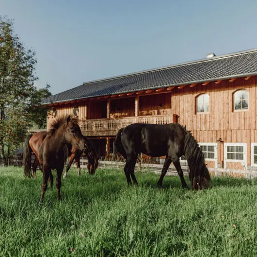 Pferde - Aparthotel in Wagrain, Salzburg