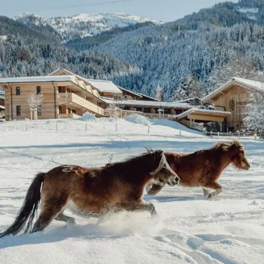 Mariengut Miniaturpferde Winter 77a4368