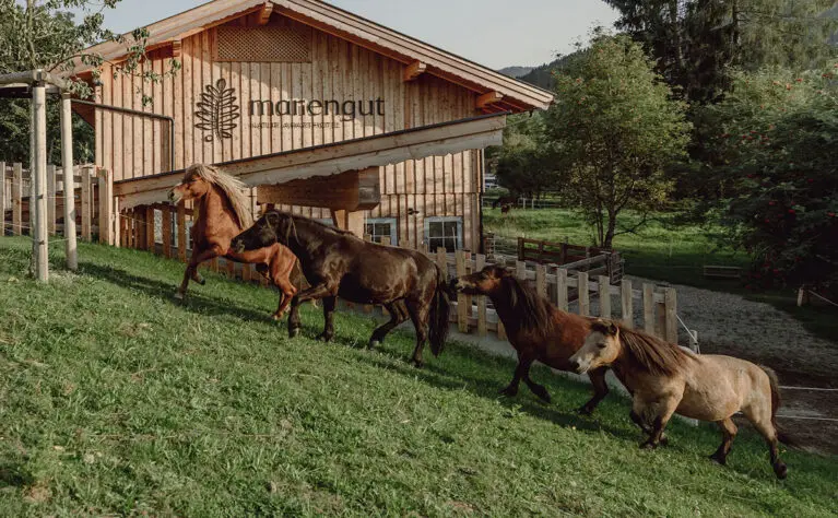 Pferdezucht - Aparthotel Mariengut in Wagrain