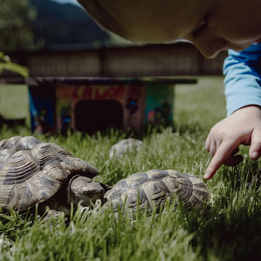 Schildkröten am Mariengut, Aparthotel in Wagrain