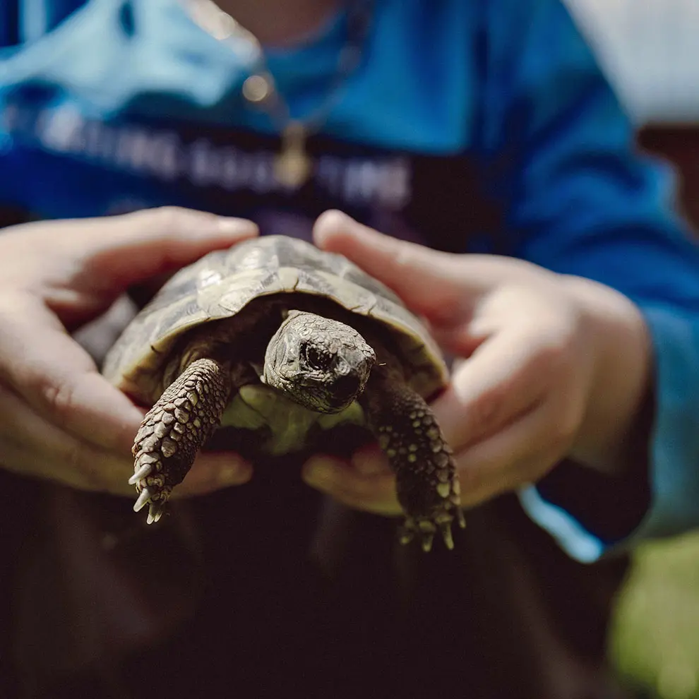 Schildkröten am Mariengut, Aparthotel in Wagrain