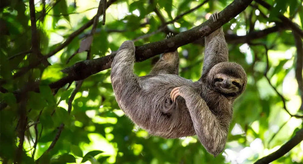 Zoo - Ausflugsziel im Salzburger Land